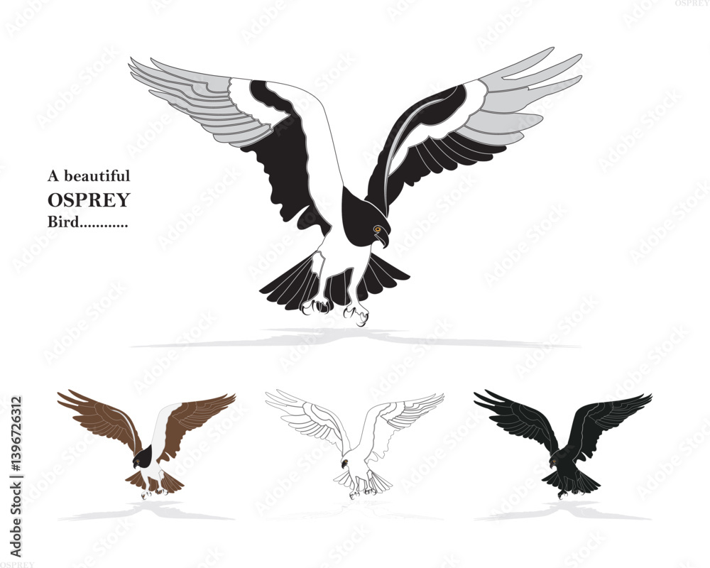 Obraz premium set of vector birds, Ospery Scanning .