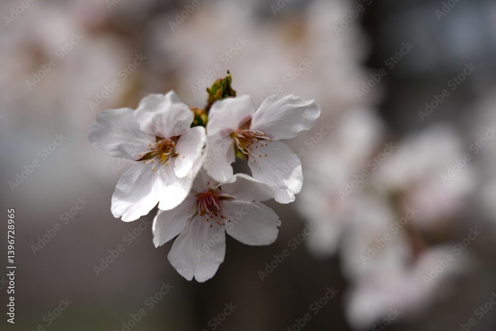 abstract cherry blossom, Soft focus, Background abstract cherry blossom, Soft focus, Background