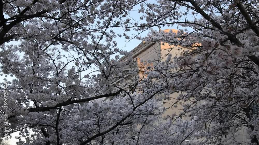 cherry blossom flowers blooming on trees in front of brooklyn museum entrance in new york city (beautiful white flower bloom in sunshine at famous art institution landmark) sign of spring springtime cherry blossom flowers blooming on trees in front of brooklyn museum entrance in new york city (beautiful white flower bloom in sunshine at famous art institution landmark) sign of spring springtime