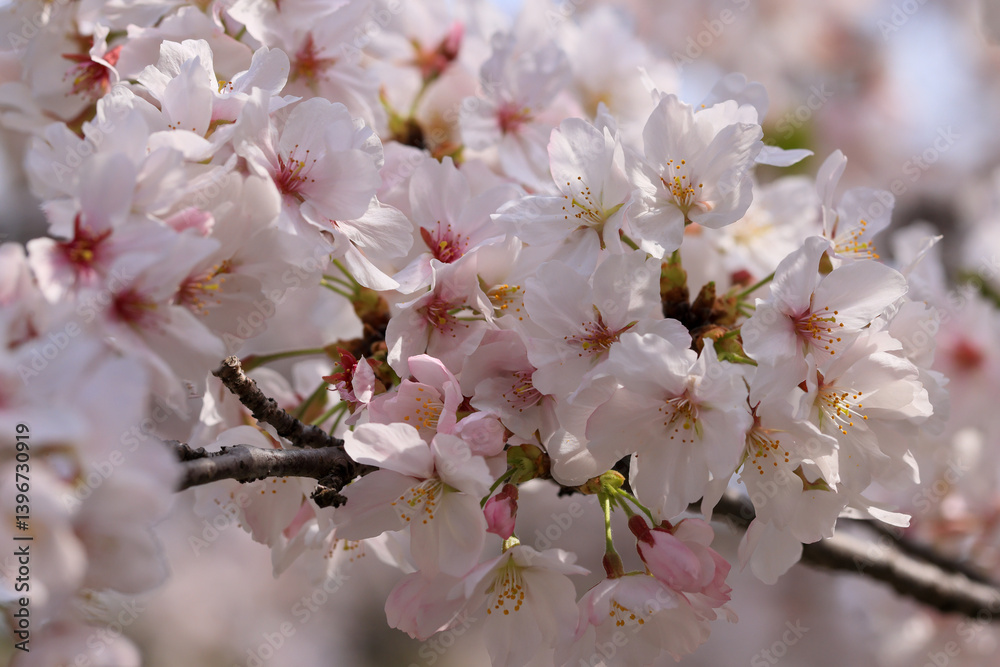 Obraz premium 都心散歩 桜散る浜離宮