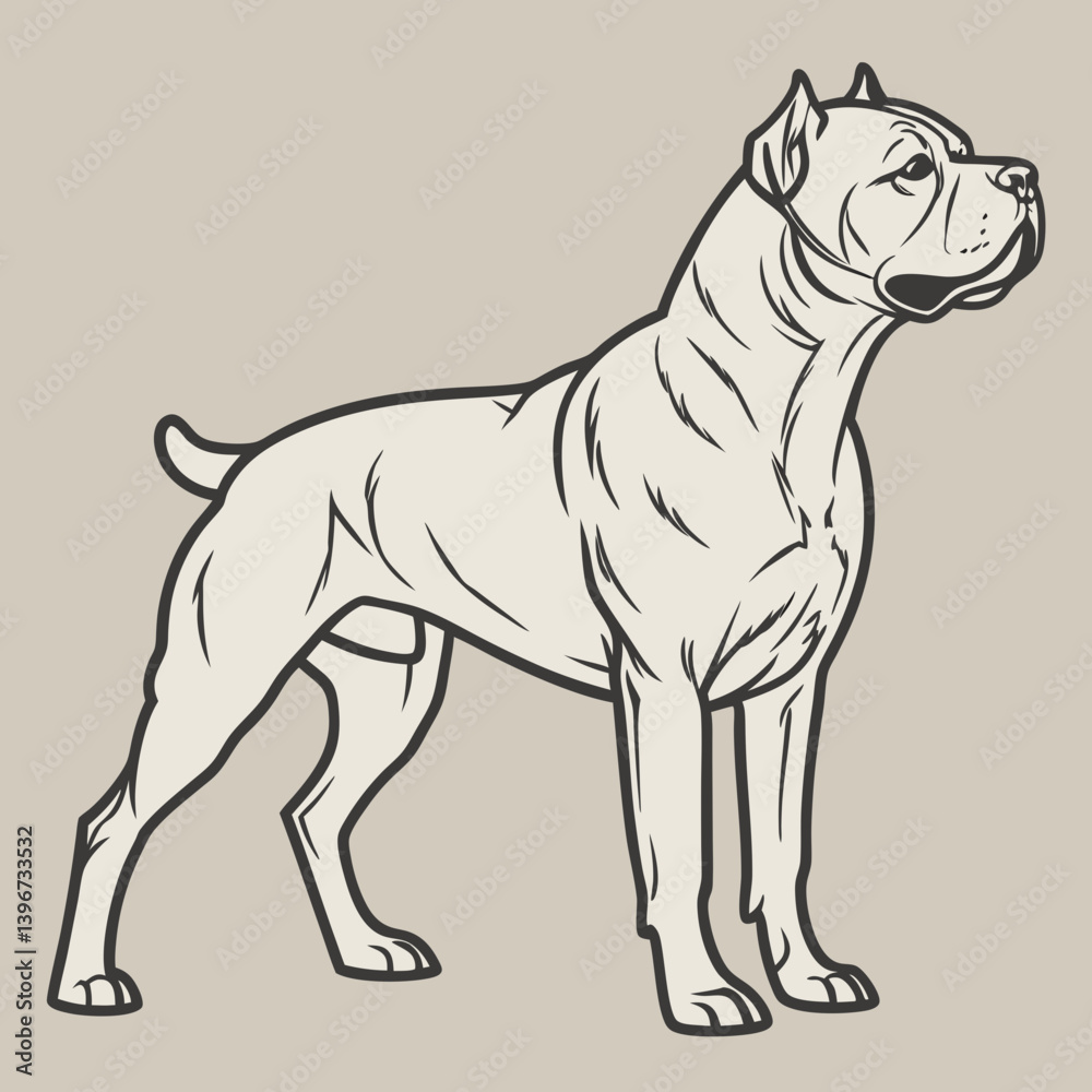 Fototapeta premium The Cane Corso is a powerful Italian mastiff, historically used as a Roman war dog and later for hunting and guarding