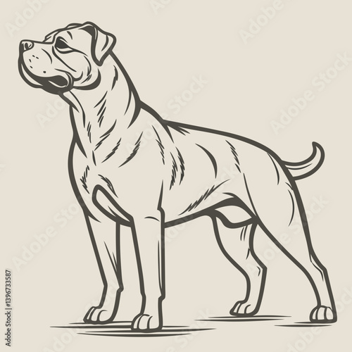 The Cane Corso is a powerful Italian mastiff, historically used as a Roman war dog and later for hunting and guarding