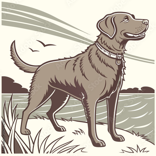 Chesapeake Bay Retriever, highly reliable and hardworking breed