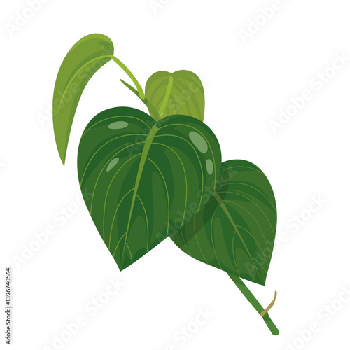 betel leaves