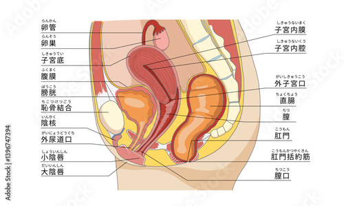 女性の骨盤周辺の性器や臓器の横向き解剖イラスト