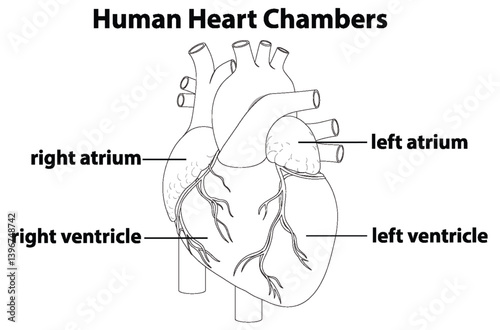 Detailed Diagram of Human Heart Chambers
