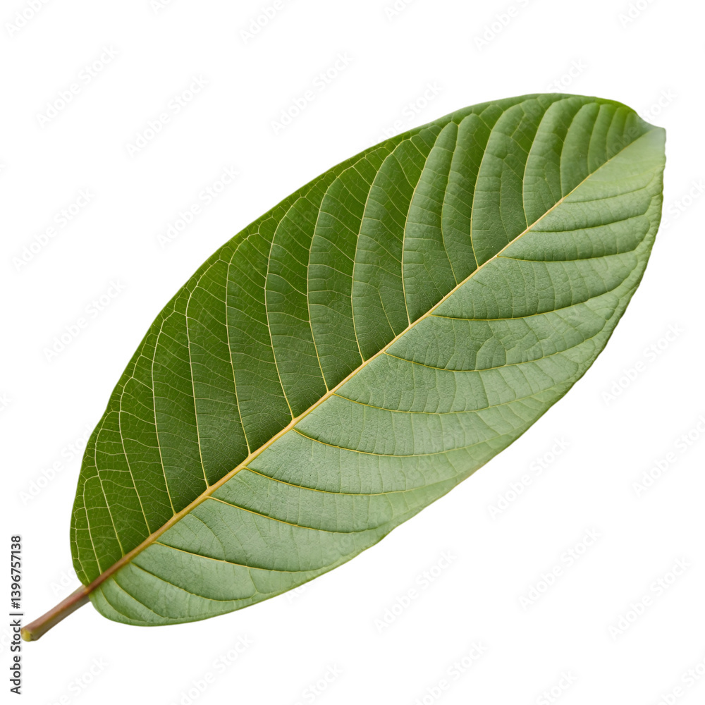 Obraz premium Guava leaf isolated on transparent background