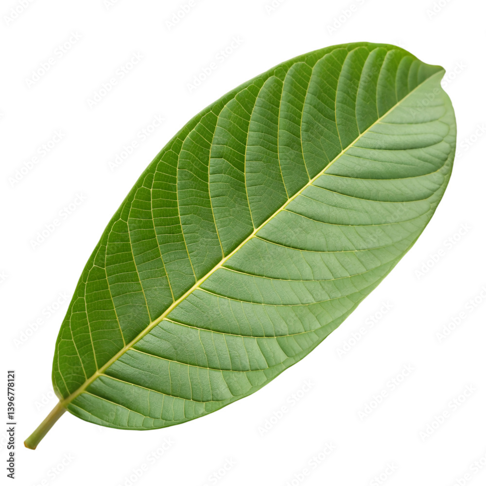 Obraz premium Guava leaf isolated on transparent background