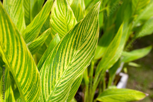 Yellow and green leaves of canna plant