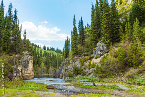 a valley with trees in Almaty. green fir trees in the area of Lake Kolsai