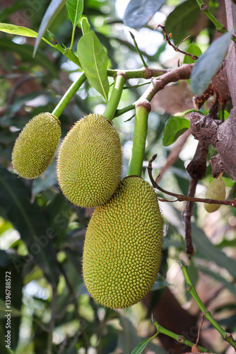 Three jackfruits developing on branch beside thick leaves photo