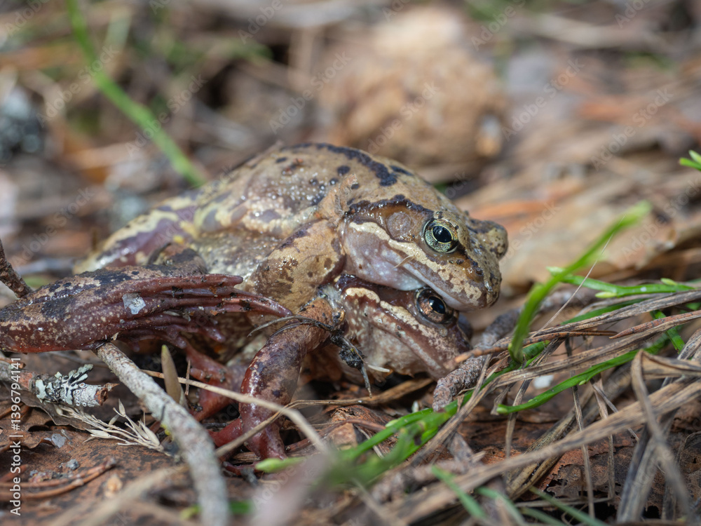 Fototapeta premium A pair of frogs mate on the ground in spring