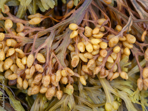 Fucus seaweed on rocks on the beach at low tide in the White Sea