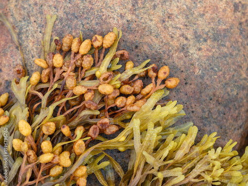 Fucus seaweed on rocks on the beach at low tide in the White Sea