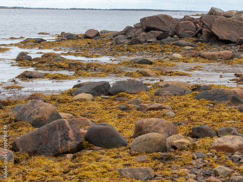 Quadro su tela Fucus seaweed on rocks on the beach at low tide in the White Sea