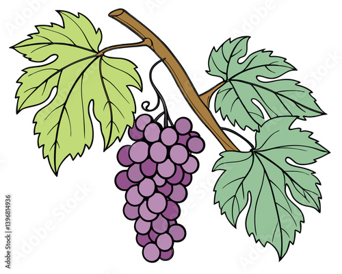 Ripe Purple Grape Bunch on Vine with Green Leaves Vector