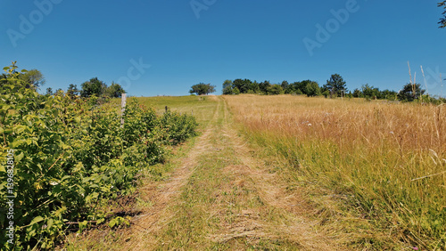 Obraz na płótnie Tranquil sunny summer landscape with green fields and hills. w salonie