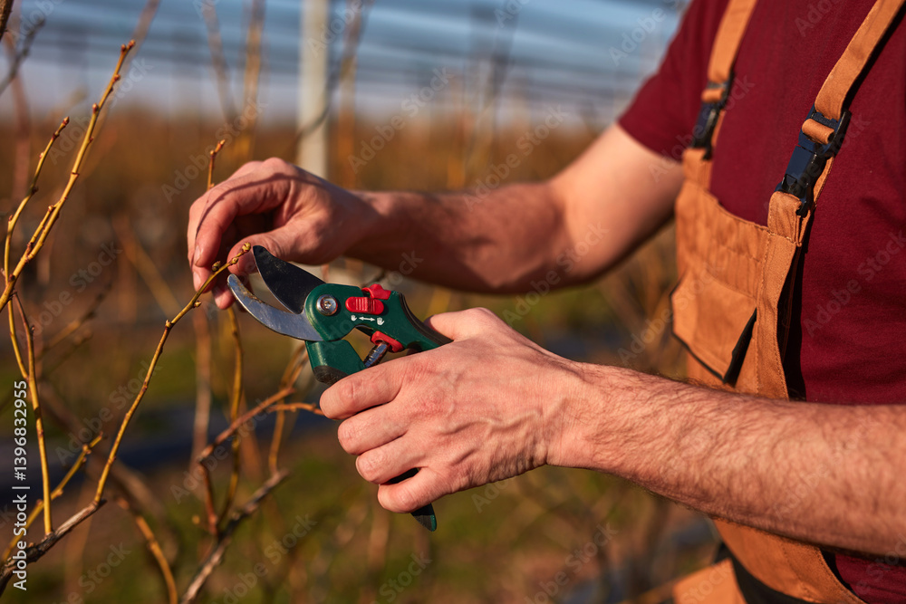 Male gardener with prunign shears working in a blueberries organic farm.