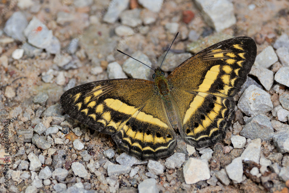 The banded Yeoman butterfly standing on the ground The banded Yeoman butterfly standing on the ground