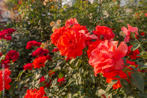 Bright red buds of roses with lush flowers. Blurred background with green leaves.