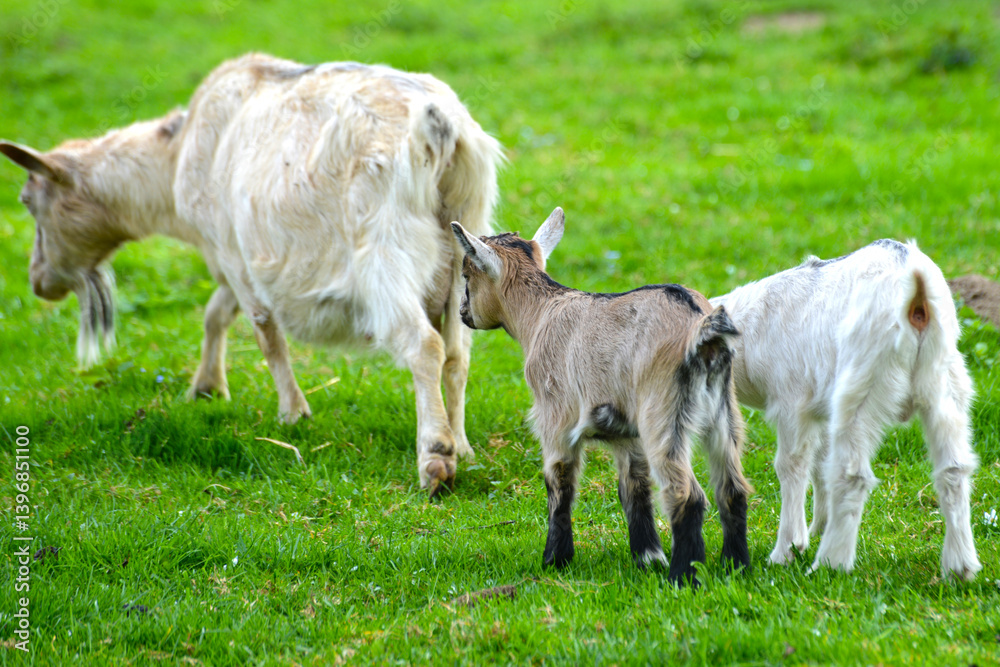 Ziegen, Ziegenhaltung Ziegen, Ziegenhaltung