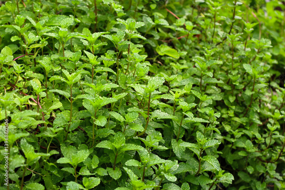 Mint leaves with morning dew at the garden. Mint leaves with morning dew at the garden.