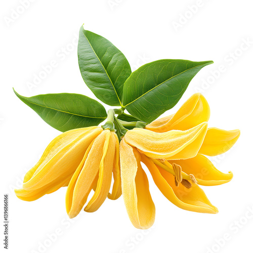 Ylang ylang flower with vibrant yellow petals and green leaves, symbolizing beauty