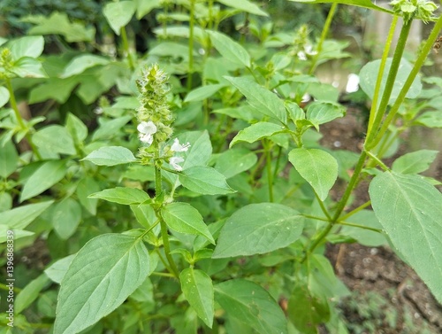 Wallpaper Mural Basil leaves flower plant (Ocimum americanum) in outdoor garden Torontodigital.ca