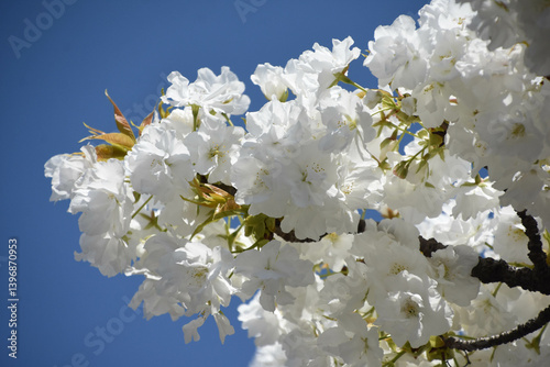 千原桜