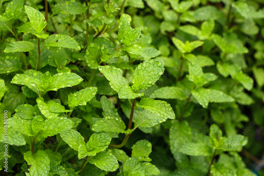 Mint leaves with morning dew at the garden. Mint leaves with morning dew at the garden.