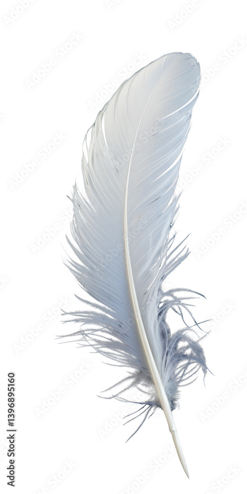 Obraz premium elegant white feather isolated on white background