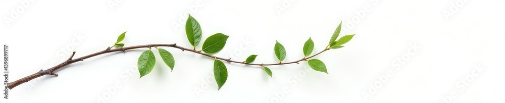 Fototapeta premium Simple branch isolated on white background with some texture, leafy branches, simple
