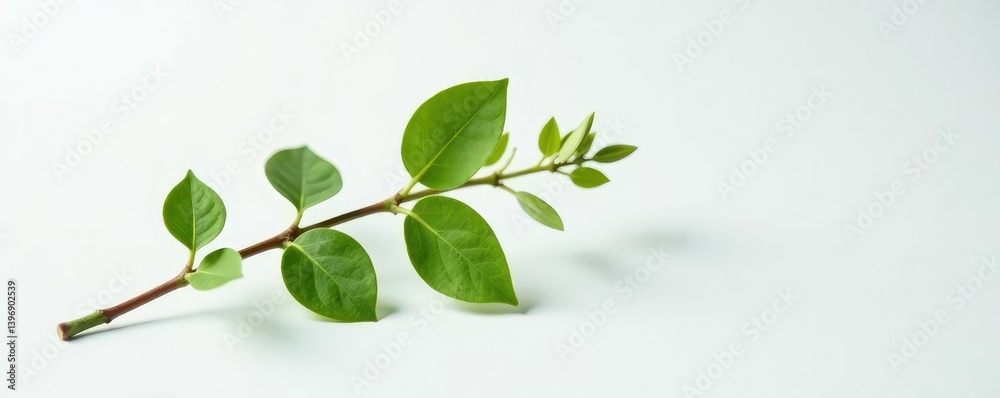 Fototapeta premium single branch on white surface with slight curl, greenery, elegant, crisp