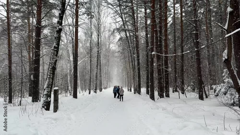 Snow falls in a beautiful winter pine forest. People walk along snowy paths in the park. Relaxing heavy snowfall blankets wood. Woodland, cozy atmosphere. Cold season weather conditions. Snow falls in a beautiful winter pine forest. People walk along snowy paths in the park. Relaxing heavy snowfall blankets wood. Woodland, cozy atmosphere. Cold season weather conditions.