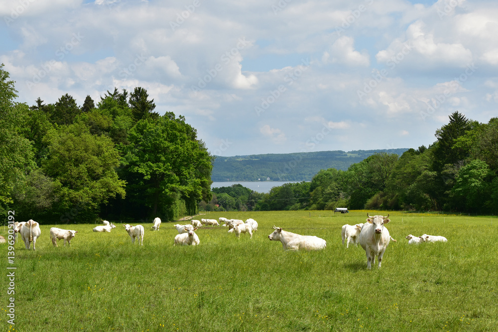 Fototapeta premium Kühe, Charolais auf der Weide