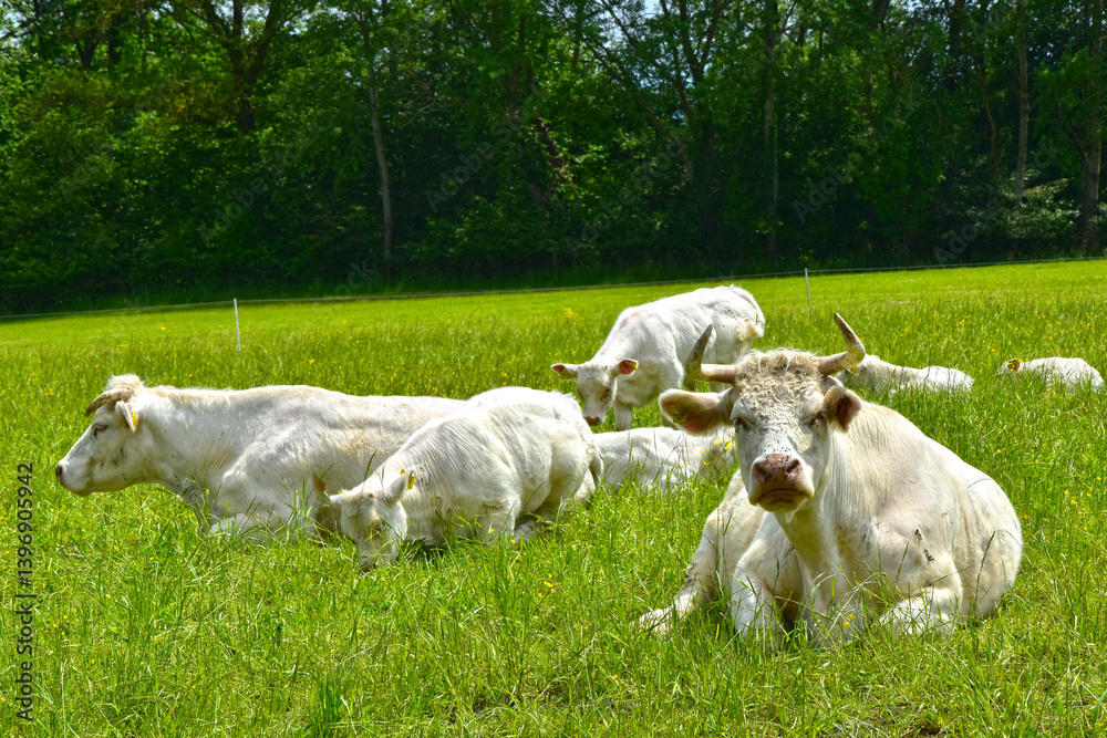Fototapeta premium Kühe, Charolais auf der Weide