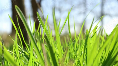 Selective focus and low angle close up of green grass swaying in the breeze, background concept