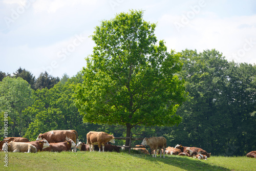 Kühe auf der Weide