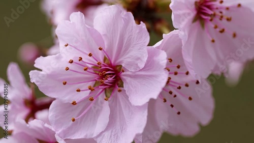 The Blooming Pink Cherry Blossom