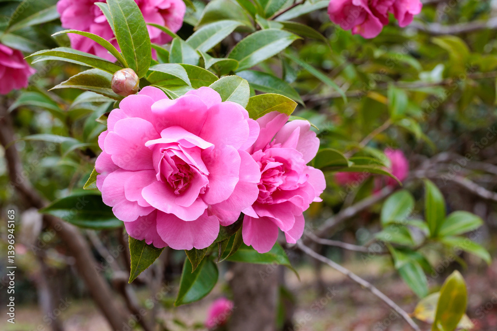 Beautiful pink camellia Debbie flower blooming in the garden. Beautiful pink camellia Debbie flower blooming in the garden.