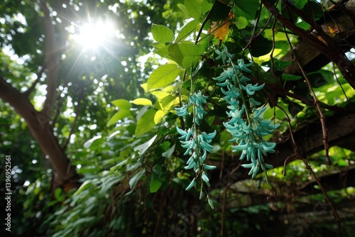A blooming jade vine with turquoise-colored, hanging flower tendrils in a tropical rainforest
