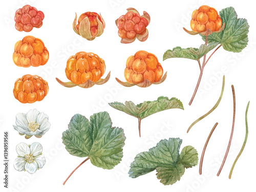 Vector elements of Cloudberry with hand drawn watercolor isolated on white background (Eps file)
