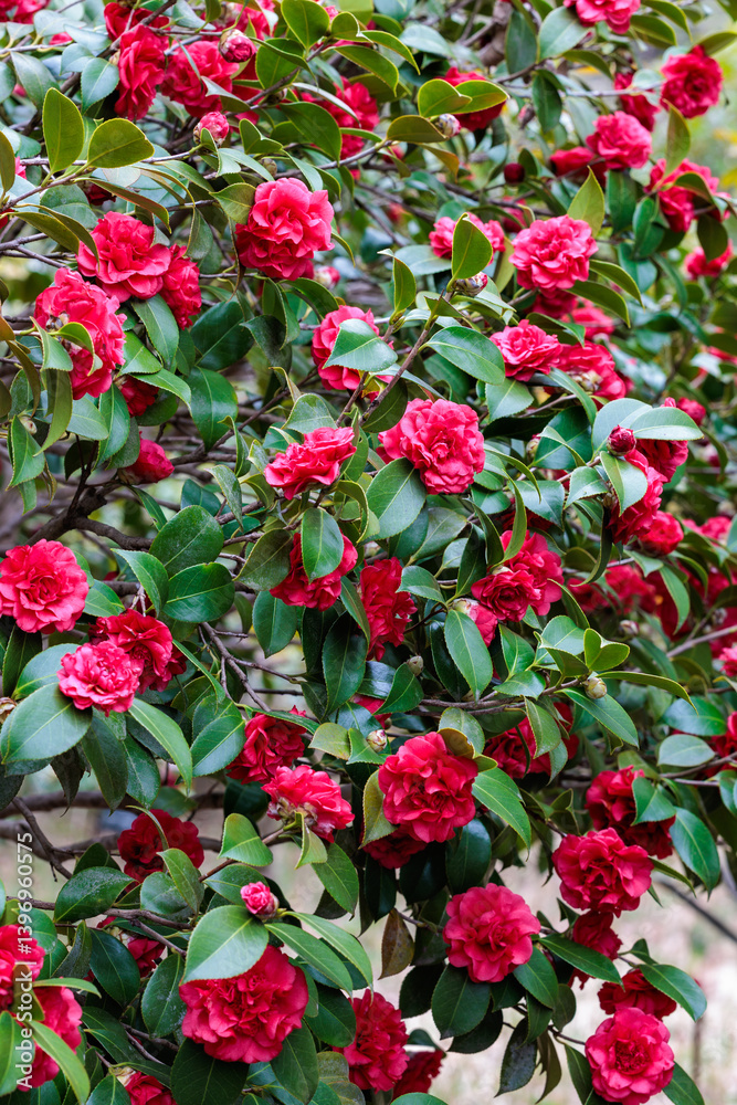 Beautiful red and rare camellia ‘Himejishi’ flowers in the garden. Beautiful red and rare camellia ‘Himejishi’ flowers in the garden.