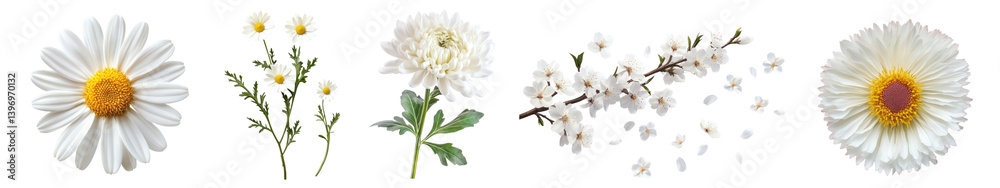 PNG Diverse white floral collection, element set on transparent background PNG Diverse white floral collection, element set on transparent background