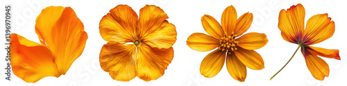 Obraz na płótnie PNG Vibrant orange floral arrangement, element set on transparent background w salonie