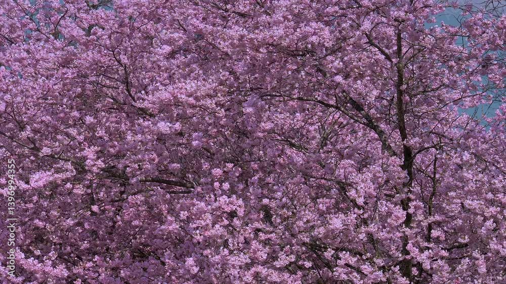Kirschblüte im Frühling, Japanische Blütenkirsche, Grannenkirsche, Orientalische Kirsche, Grannenkirschbaum, Japanischer Blütenkirschbaum (Prunus serrulata) Kirschblüte im Frühling, Japanische Blütenkirsche, Grannenkirsche, Orientalische Kirsche, Grannenkirschbaum, Japanischer Blütenkirschbaum (Prunus serrulata)