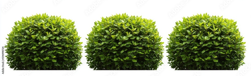 Obraz premium A solitary Buxus sempervirens, or evergreen round bush, is displayed against a clear, transparent backdrop