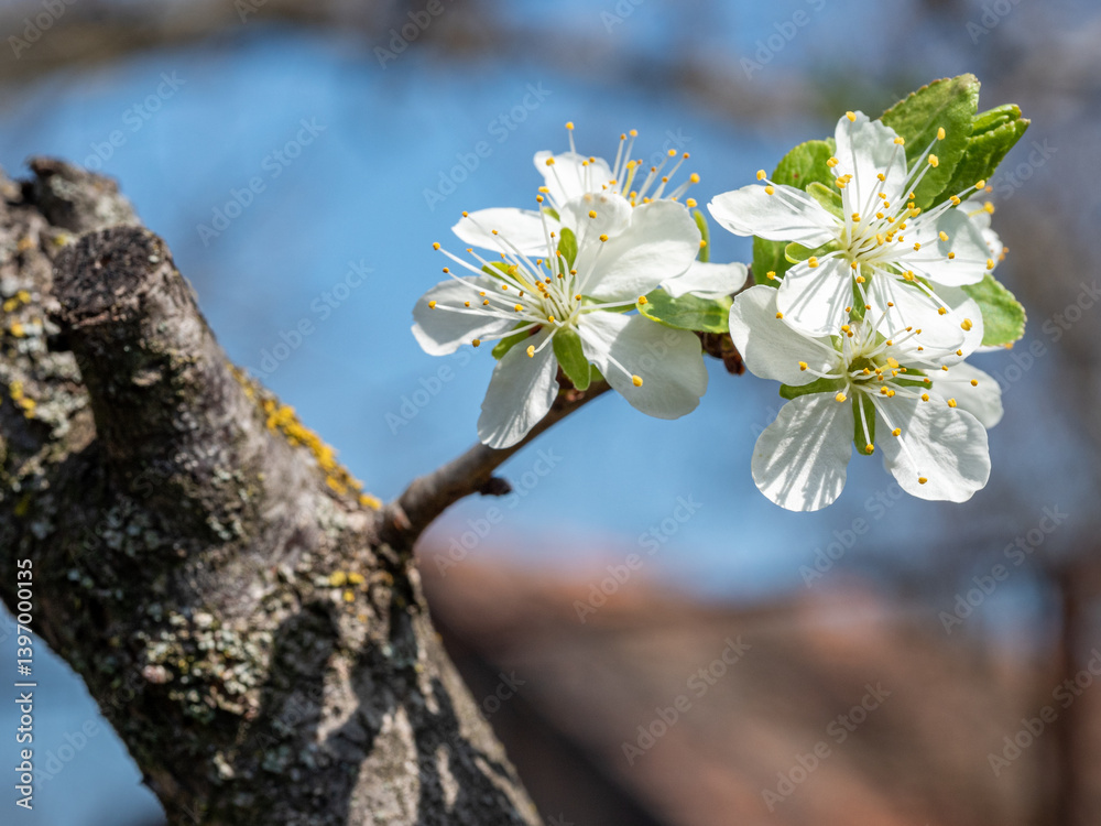 white flowers on a tree in spring