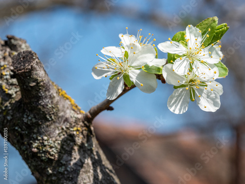 white flowers on a tree in spring