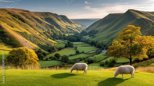 Fototapeta Naklejka Na Ścianę i Meble -  Two sheep grazing peacefully in a lush green field representing a serene pastoral landscape in nature's embrace